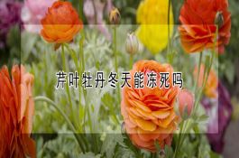 无公害水稻防止早衰