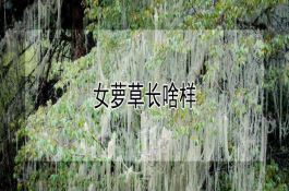 黄瓜茎蔓徒长发生的原因及防治