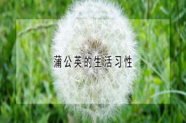 小麦赤霉病发生原因机制