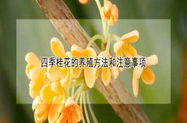 哪些因素会影响板茬油菜产量