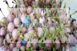 肥隆在水稻配方施肥中的应用