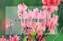 杜鹃花的扦插繁殖方法
