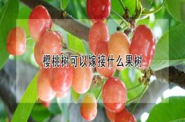 樱桃树可以嫁接什么果树