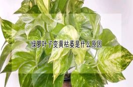 “千奇百怪”黑玉米