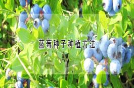 花生收获、留种贮藏技术