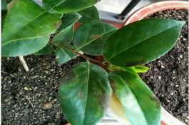 花生收获期判断及留种技巧