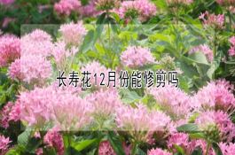 玉米新品介绍----滑丰9号