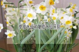 白菜三大病害的防治技术要点
