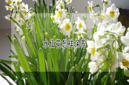 水仙花怎样保养？种植时间与方法要点