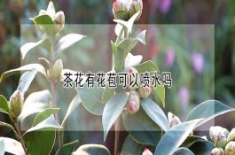 防止水稻空秕粒产生的技术措施