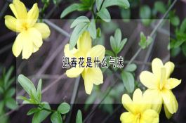 小麦播种时如何防治病虫害？