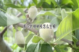 低温冷害对水稻的影响及防御措施