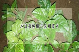 木耳菜种植方法和技术