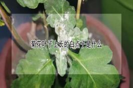 稻田网箱养鳝