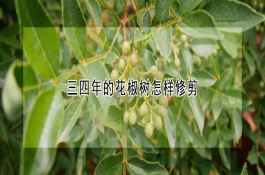 玉米脱粒机安装时注意事项