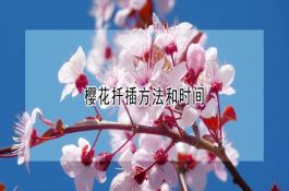 燕麦锈病