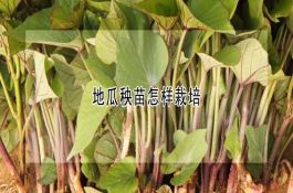 黑玉米高产的种植技术