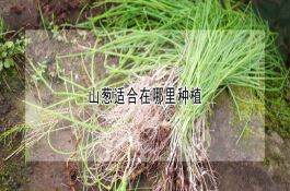 杂交玉米春繁制种技术