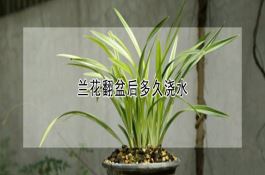 番茄红玛瑙140