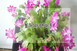 大棚秋番茄栽培技术