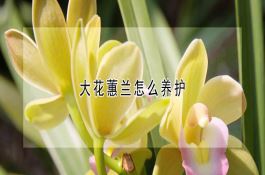 玉米黑粉病及防治