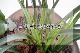防治番茄枯萎病的特效药一木霉菌剂