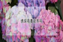 水果型黄瓜栽培技术 水果型黄瓜栽培技术