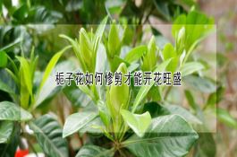 栀子花如何修剪才能开花旺盛 栀子花如何修剪才能开花旺盛