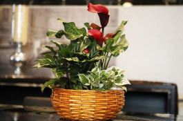 玉米品种――南校201