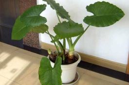 水稻种子播种前需闯四关