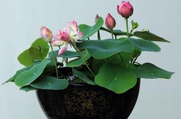 贮藏玉米技术要点