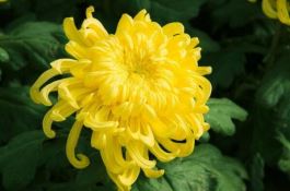 菊花室外能过冬吗（只有南方地区才能室外过冬）