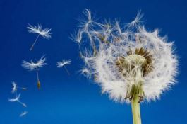 玉米的贮藏技术与特点