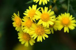 黄增丝苗2号水稻