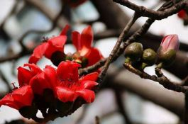 玉米中原单32号