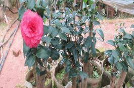 花生品种专用化