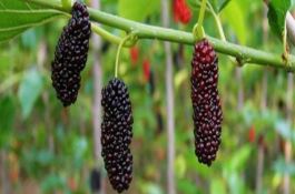 桑葚是什么样子的 桑葚是什么样子的