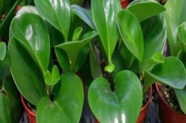 杂交玉米制种基地选择