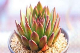 大白菜根肿病防治技术要点