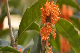 桂花冬天落叶怎么办