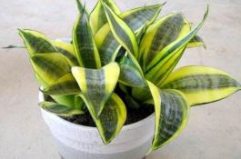 大棚秋茄子栽培技术