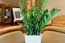 黄瓜灰霉病及防治