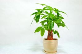 养发财树注意事项(做好这五点即可枝繁叶茂) 养发财树注意事项(做好这五点即可枝繁叶茂)