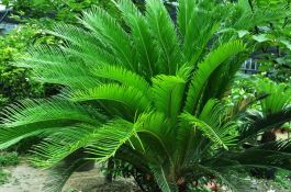 苏铁叶子发黄的原因以及解决方法（多是以下五种原因）