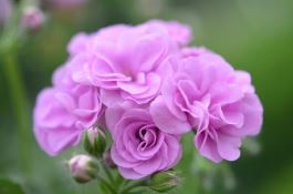 天竺葵的修剪方法（天竺葵修剪整形方法）