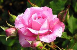 畜禽优质饲料花生藤怎么保存