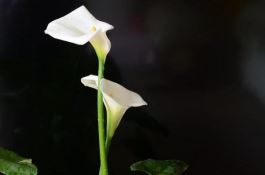 白色马蹄莲花语是什么（忠贞不渝、永结同心）