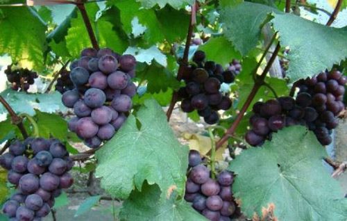 辽中葡萄