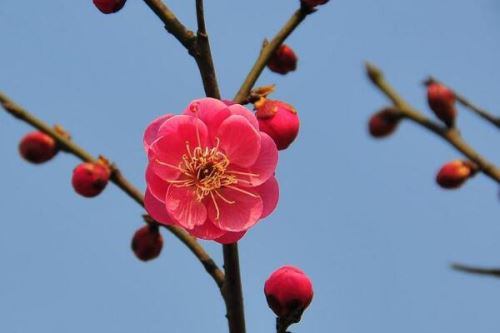 梅花干枯后怎么救活