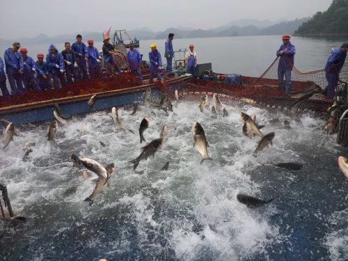 千岛湖鱼